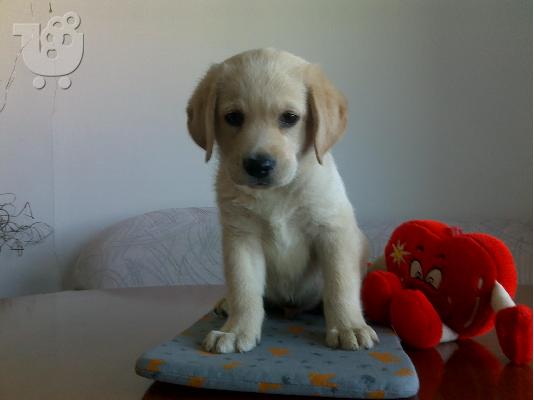 Kαλή τιμή!!!.Πουλάω όμορφα κουτάβια ράτσα LABRADOR RETRIEVER- Λαμπραντορ Ριτριβερ – 250 eu...